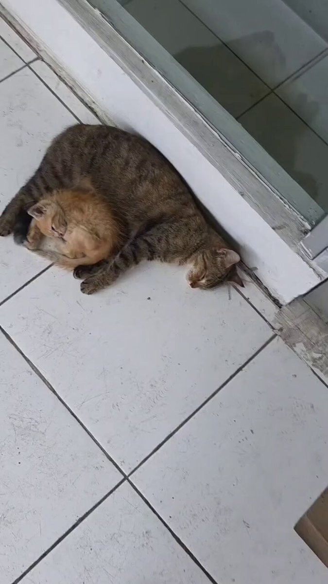 CAT LOVERS - https://t.co/7Bv7W4rwA4