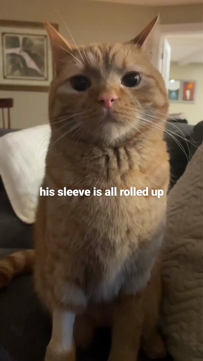 Punch Cat - https://t.co/SMWrBin0C5