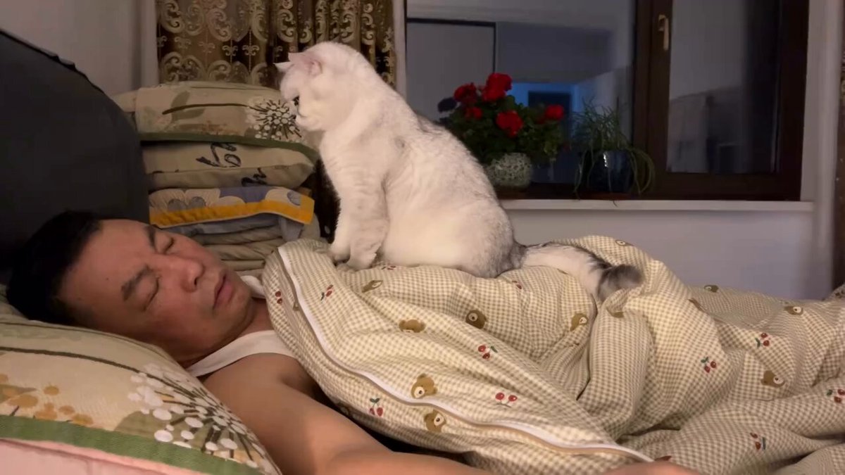 CAT LOVERS - https://t.co/MwyJxafIir