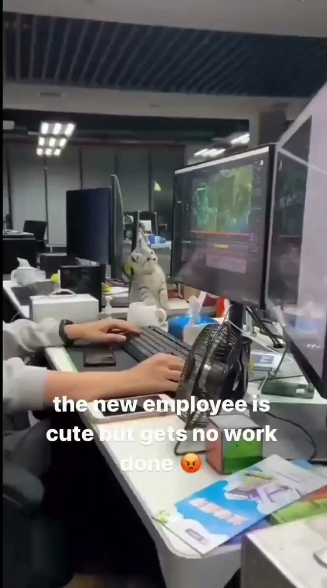 Punch Cat - https://t.co/JrUOanGslq