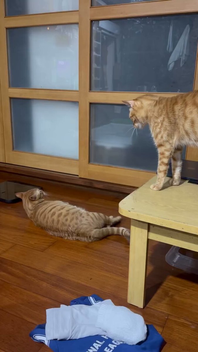 CAT LOVERS - https://t.co/vbCAXEWTDr