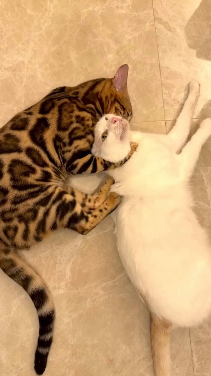 CAT LOVERS - https://t.co/fyTIDuk8HO