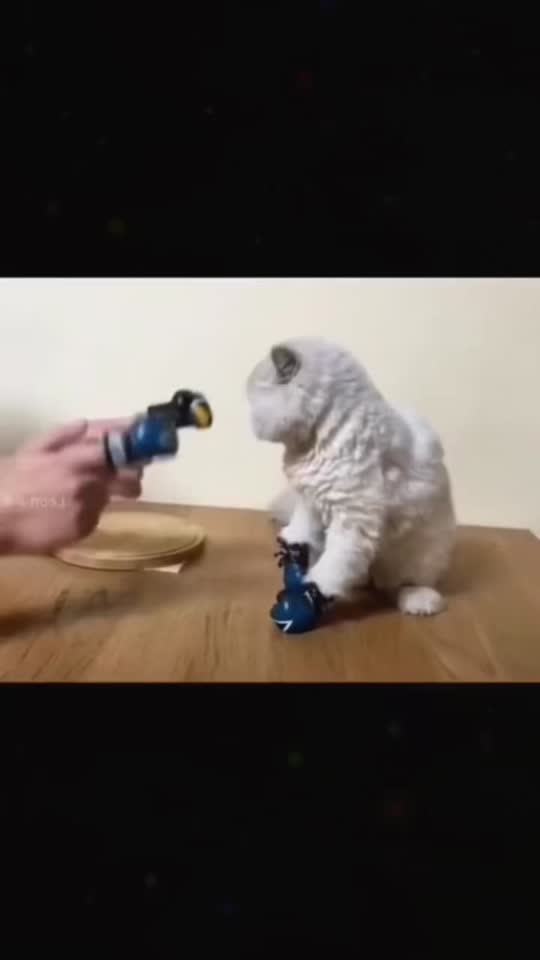 TikTok video #7646408684309957921