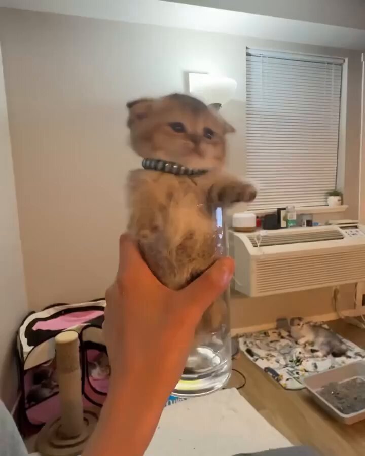 Punch Cat - https://t.co/TDxsfElvvN