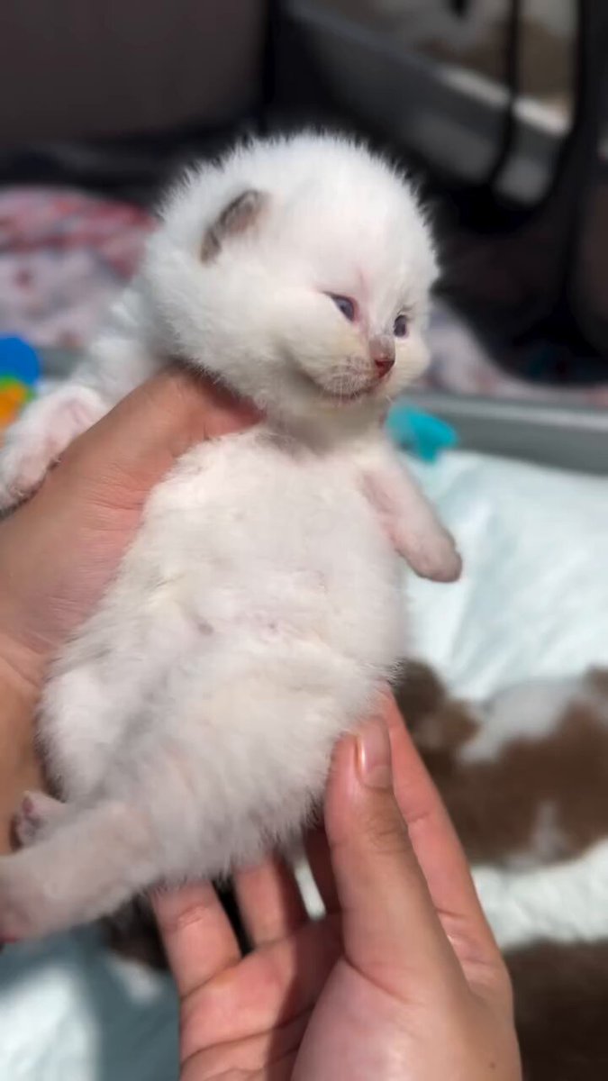 CAT LOVERS - https://t.co/k49zKvRnlR