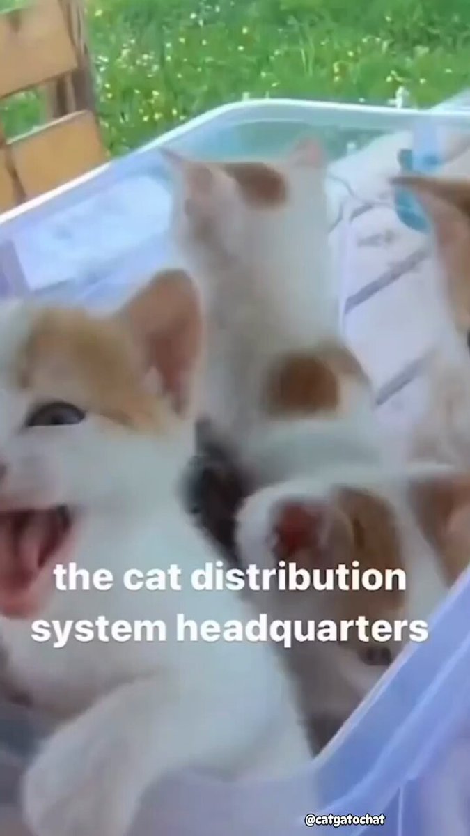 Punch Cat - https://t.co/em6FwflxSq