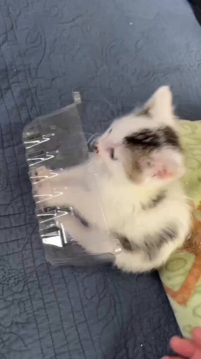 CAT LOVERS - https://t.co/O0pohfCtk3