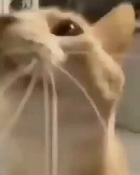 Punch Cat - https://t.co/x2evGKWonc