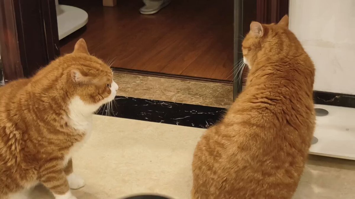 CAT LOVERS - https://t.co/wc6S3XwZzK