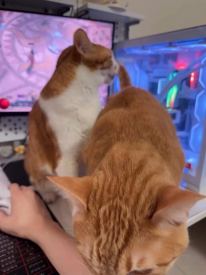 CAT LOVERS - https://t.co/0icKS6IF0I