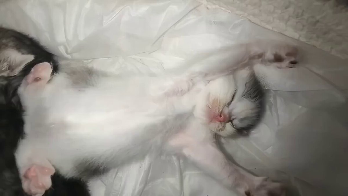 CAT LOVERS - https://t.co/oOjWWNvxQm