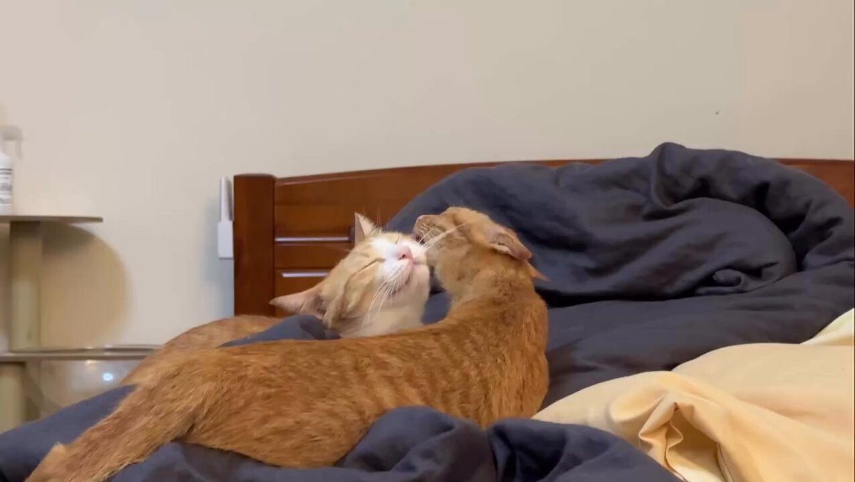 CAT LOVERS - https://t.co/TMb3gSJULs