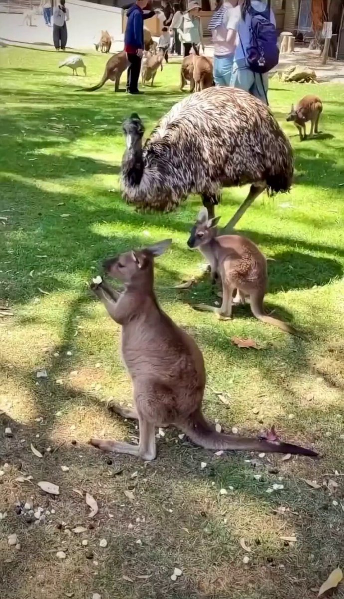 Nature is Phenomenal - Kangaroo Left Speechless After Emu Steals His Food! 🤣