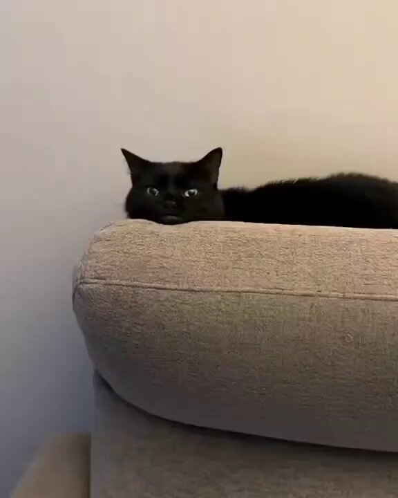 Punch Cat - https://t.co/MVOjvkZzET
