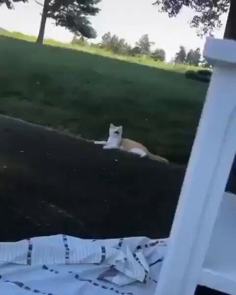 Punch Cat - https://t.co/vV3cDdued6