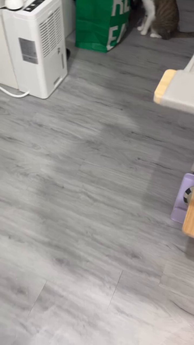 CAT LOVERS - https://t.co/5U0F9kM0s1
