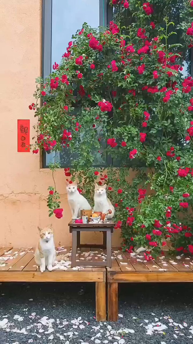 CAT LOVERS - https://t.co/pXLAUtBZLF