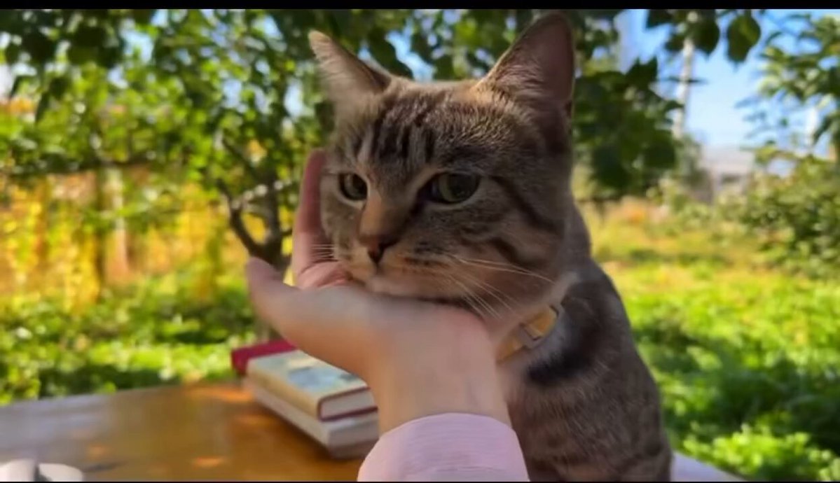CAT LOVERS - https://t.co/YP9o3EbhAo