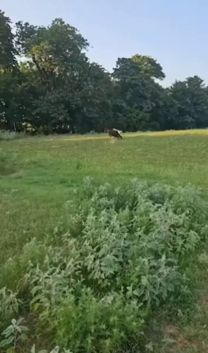 Nature is Phenomenal - It's not about a chicken but about my turkey. I just figured you all ...