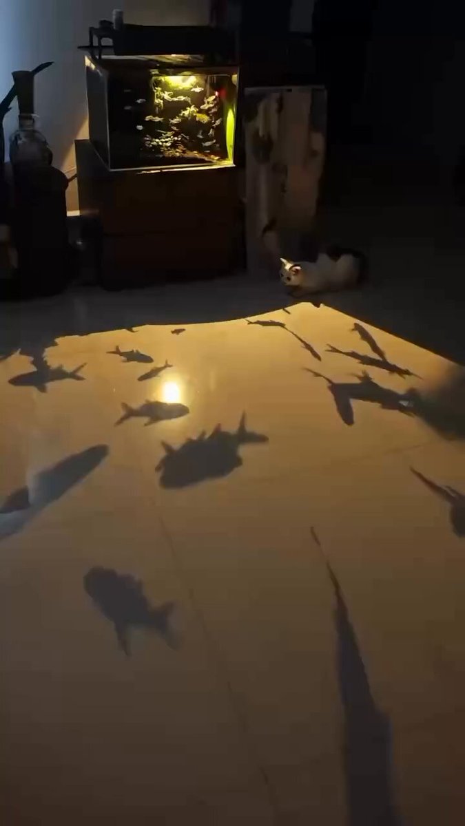 CAT LOVERS - https://t.co/TxQl3tGuBa