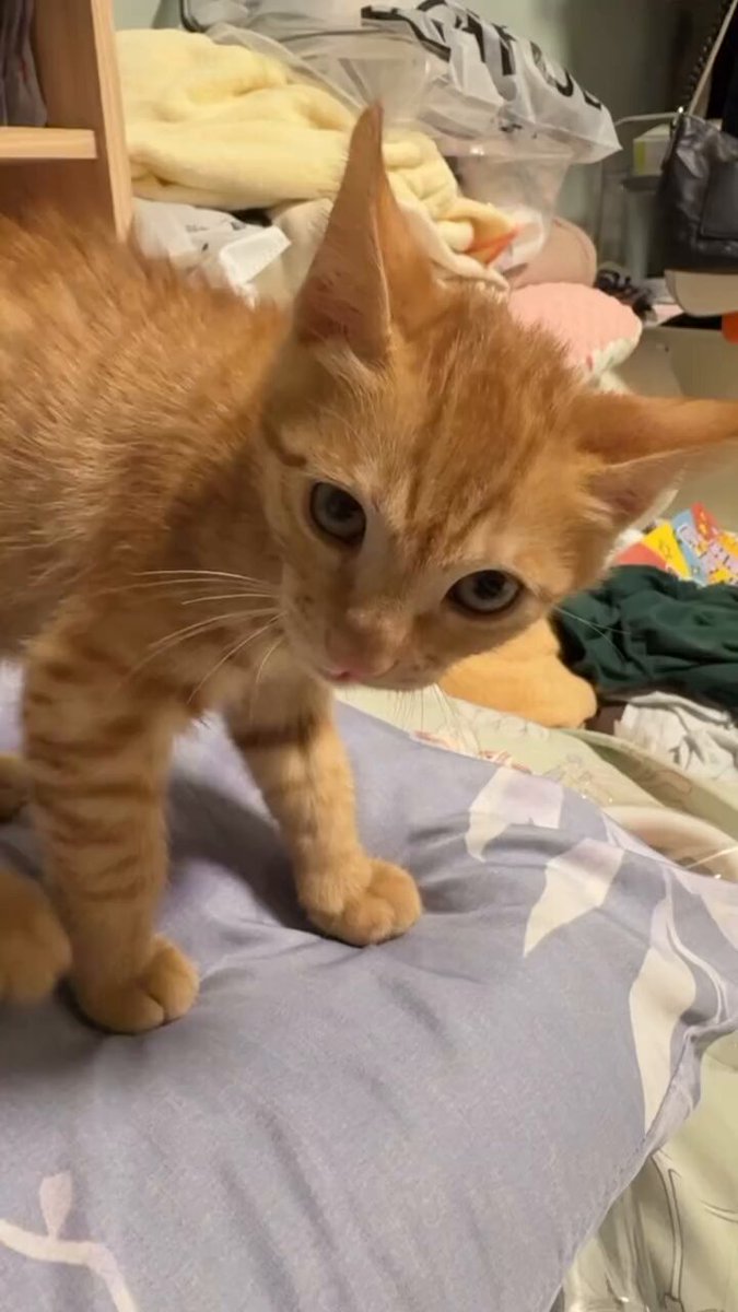 CAT LOVERS - https://t.co/WMJTjzLSSV