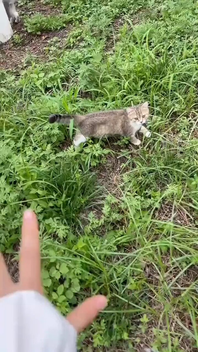 Punch Cat - https://t.co/FNu23yk98L
