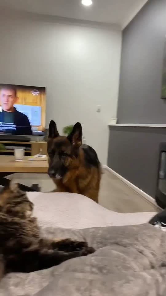 What’s interesting is life with both a cat and a dog. #cat #dog #cato...