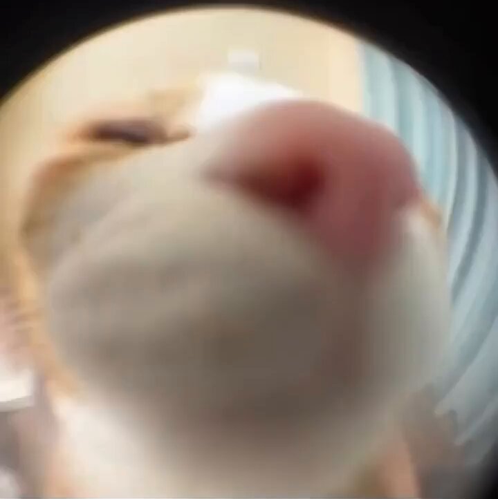 Punch Cat - https://t.co/XOmygOMuo2