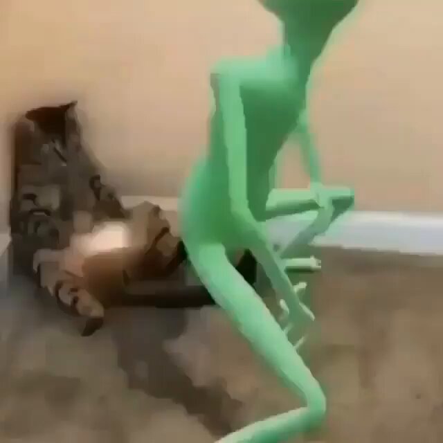 Punch Cat - https://t.co/FyGwTk1rxv