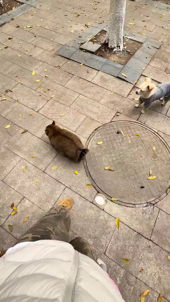 We don't deserve cats 😺 - Just picked up the kiwi fruit 🥝