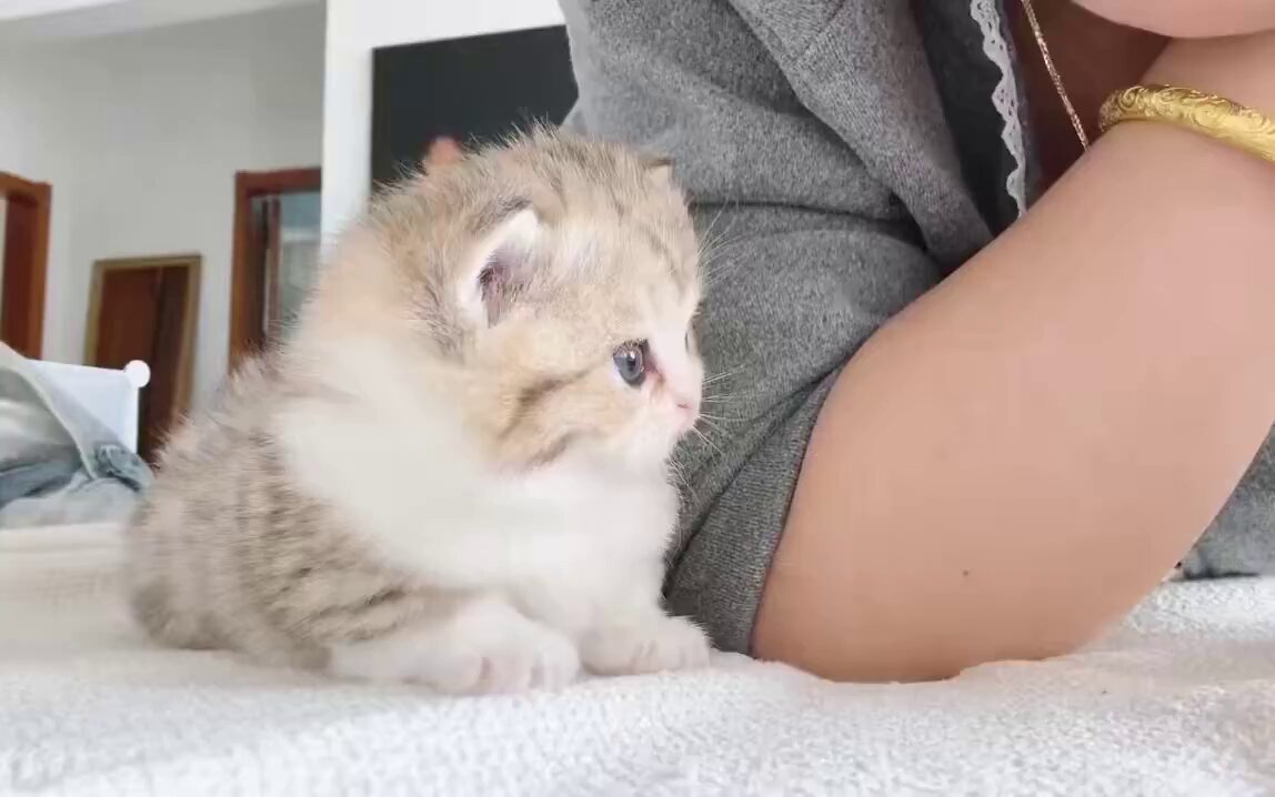 CAT LOVERS - https://t.co/TomO7X3pmx