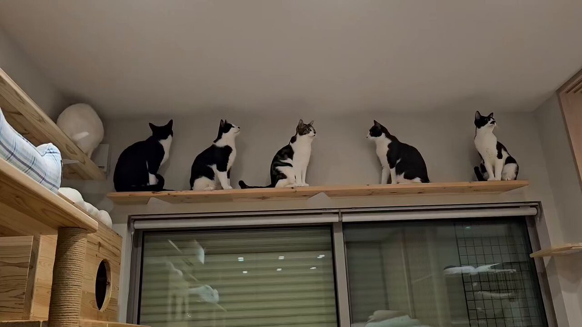 CAT LOVERS - https://t.co/VKrdcNnjWi