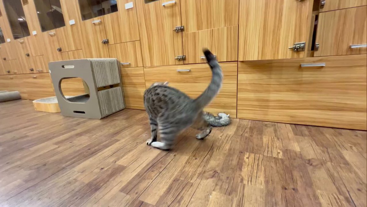CAT LOVERS - https://t.co/ea2pZ0kjMc