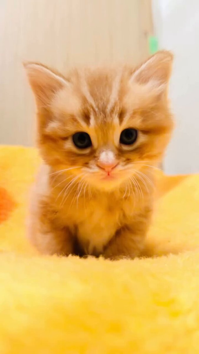 CAT LOVERS - https://t.co/LWePM8SwKE