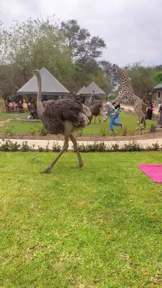 #petsvideo #baby #funnytiktok 