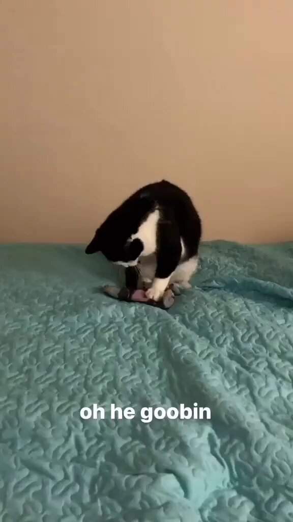 Punch Cat - https://t.co/R8y17NT08M