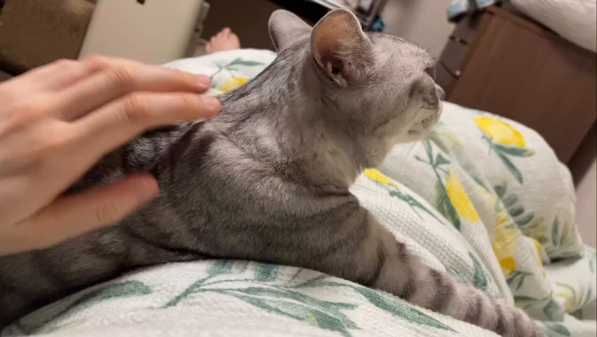 CAT LOVERS - https://t.co/f97yC7SxQS