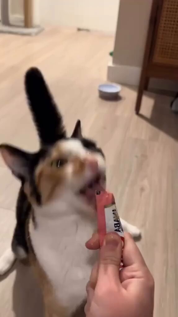 Punch Cat - https://t.co/FzkIsTjg0v