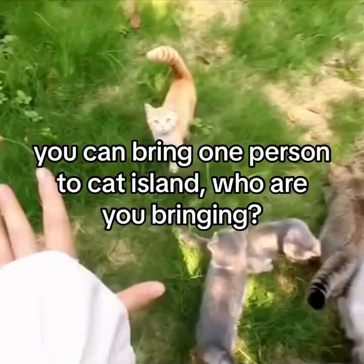 Punch Cat - https://t.co/YYYSLdLLJ1