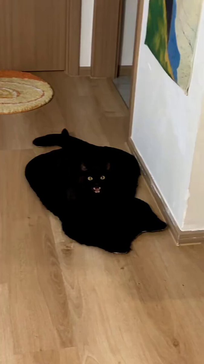 CAT LOVERS - https://t.co/whRfxKpctx