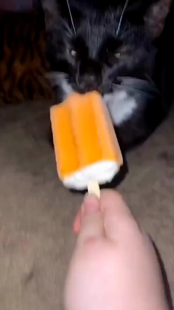 Punch Cat - https://t.co/P5FFbN8Pf9