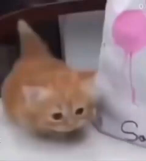 Punch Cat - https://t.co/nF7aOFa8Qk