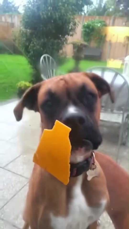 Vidéo
