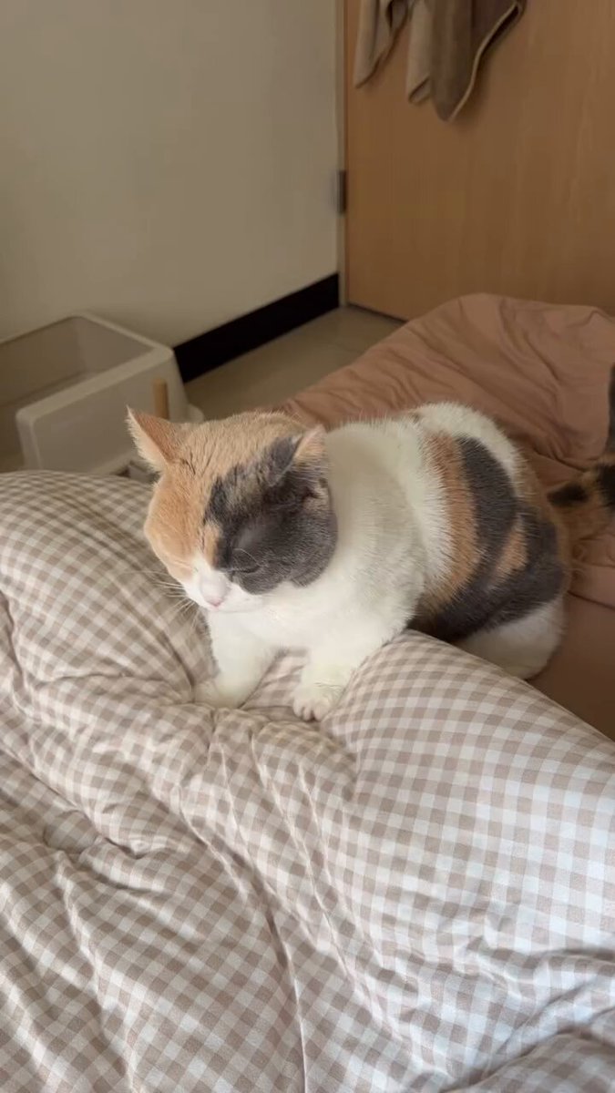 CAT LOVERS - https://t.co/p2jg2zkFeh