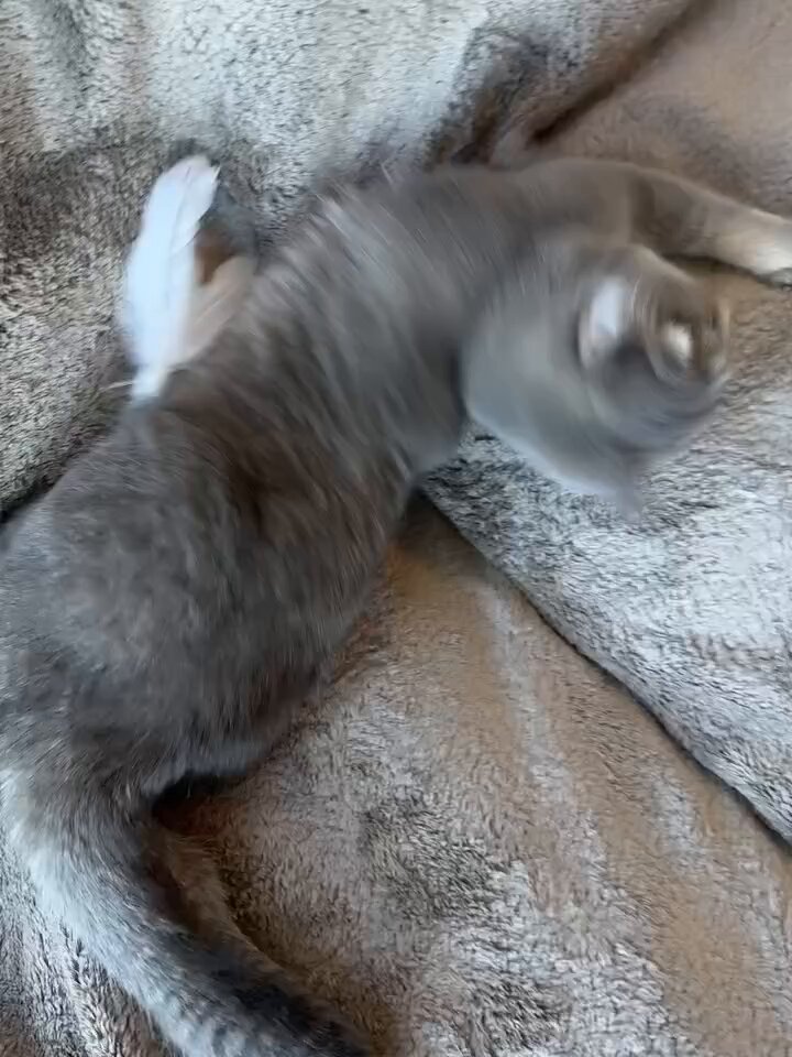 CAT LOVERS - https://t.co/lWqSNd2fKF