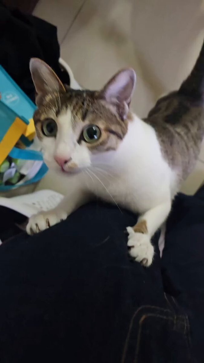 CAT LOVERS - https://t.co/W2QHbclK2z