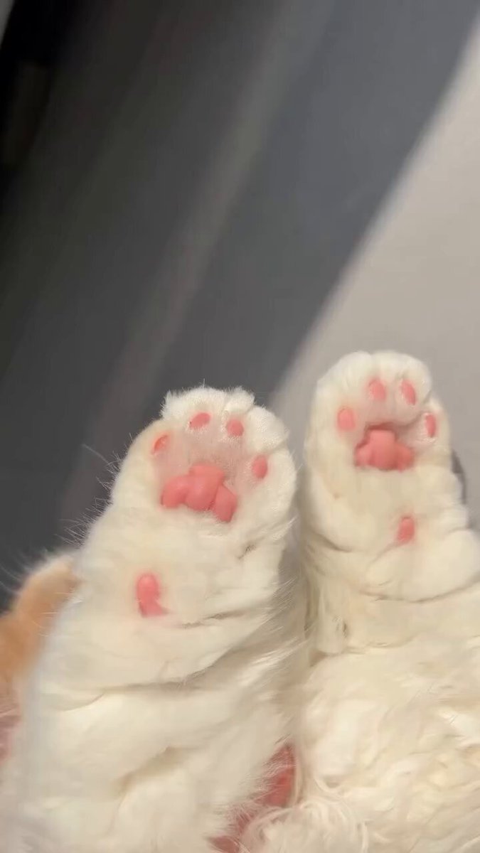CAT LOVERS - I want to be a child.