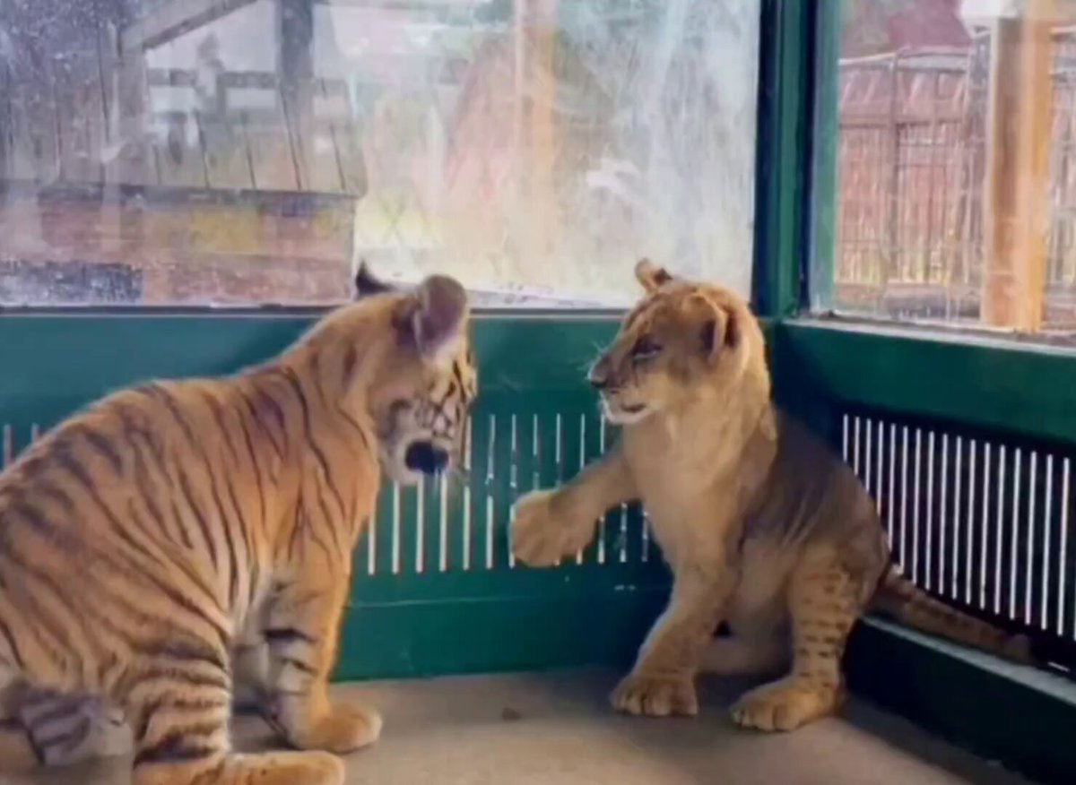 Nature is Phenomenal - A baby lion and a baby tiger, they are best friends who chase and pla...