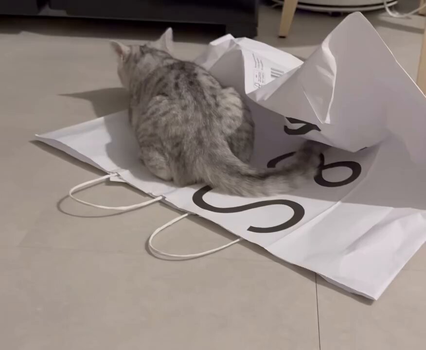 CAT LOVERS - https://t.co/E4ZWCdhO9A
