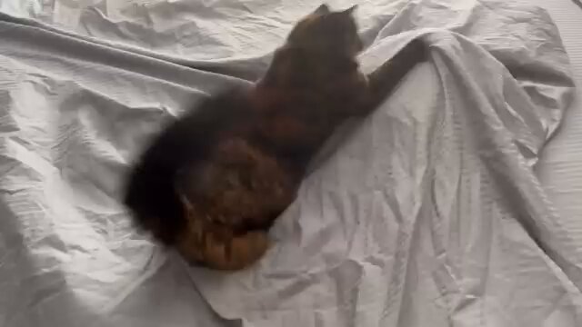 CAT LOVERS - https://t.co/wWfcXC8Vis